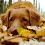 Cozy Pet - medium-coated brown lying on leaves