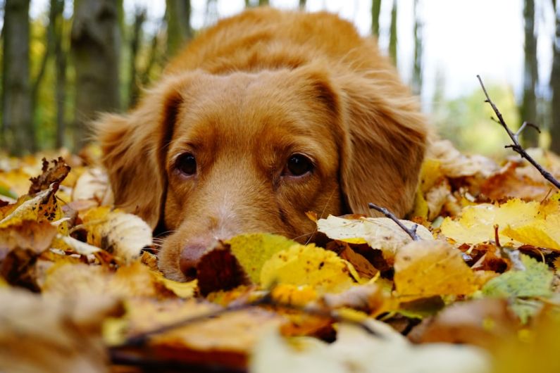 Cozy Pet - medium-coated brown lying on leaves