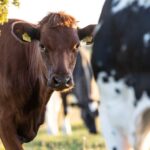 Sustainable Pet - a brown cow standing next to a black and white cow