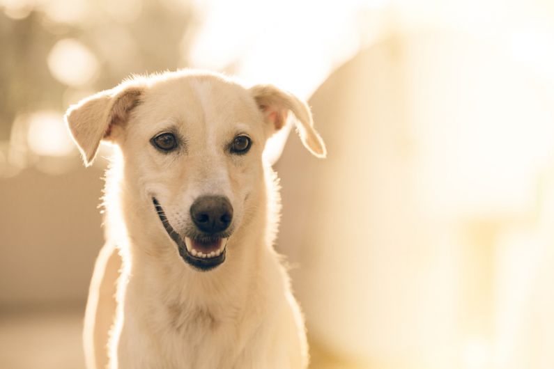 Pet Lighting - focus photography short-coated white dog