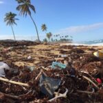 Waste Reduction - photo of coconut tree near seashore