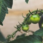 Rainwater Harvesting - close up photography of round green fruit