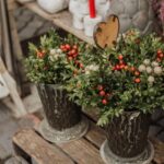 Winter Decor - two green-leafed potted plants