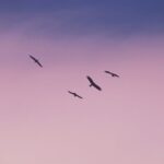 Soft Lighting - birds flying under blue sky during daytime