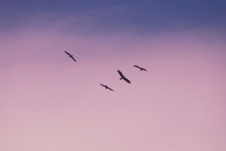 Soft Lighting - birds flying under blue sky during daytime