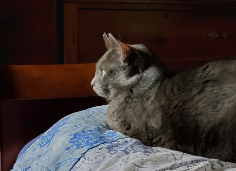 Independence Decor - two cats sitting on a bed