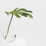 Zen Bathroom - Cheese plant leaf in clear glass vase