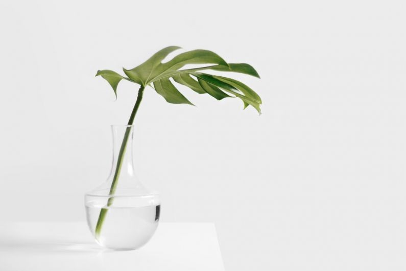 Zen Bathroom - Cheese plant leaf in clear glass vase