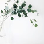 Plants Wellness - green leaf plant