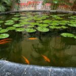 Water Features Garden - a pond filled with lots of water lilies