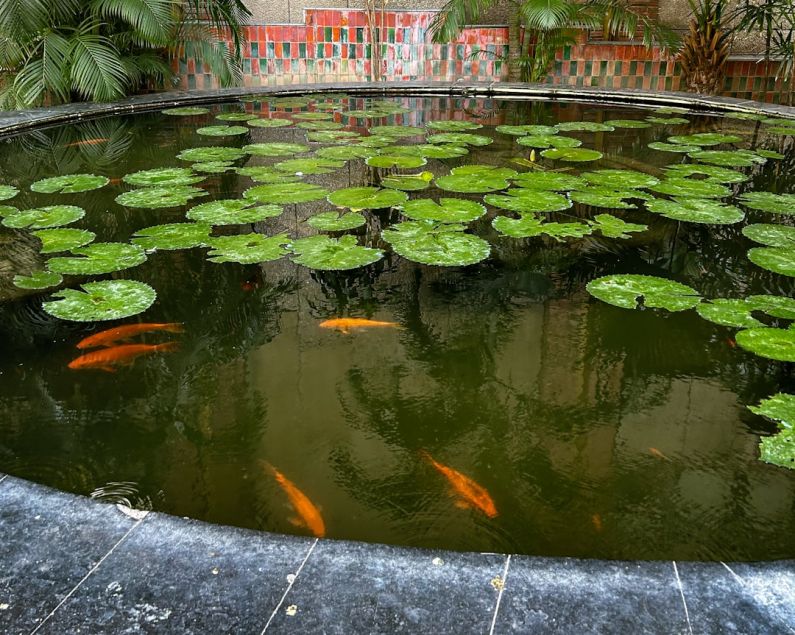 Water Features Garden - a pond filled with lots of water lilies