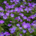 Garden Plants - purple flowers