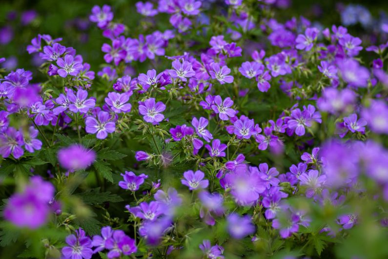 Garden Plants - purple flowers
