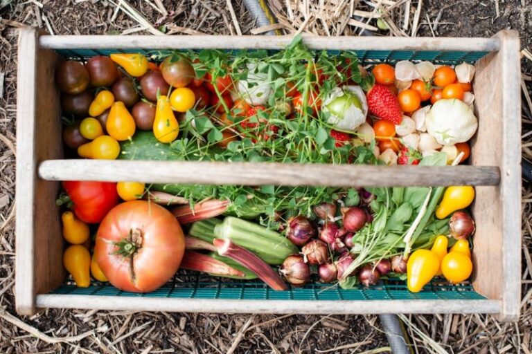 Tips for a Successful Vegetable Garden
