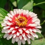 Sustainable Gardening - a white and red flower with green leaves
