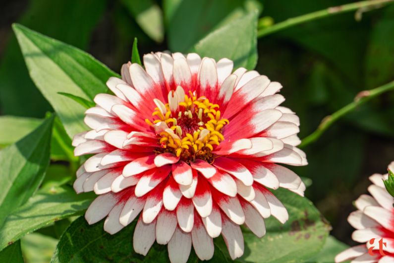 Sustainable Gardening - a white and red flower with green leaves