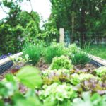 Small Garden - green plants on black metal train rail during daytime