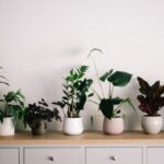 Indoor Plants - green plant on white ceramic pot