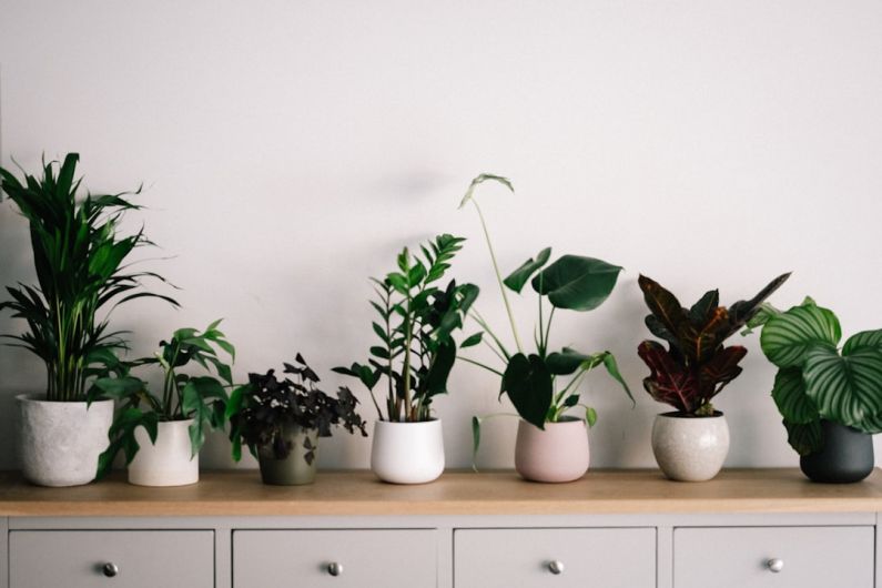 Indoor Plants - green plant on white ceramic pot