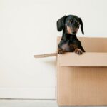 Pet Storage - black and brown Dachshund standing in box