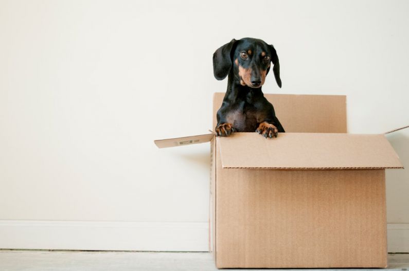Pet Storage - black and brown Dachshund standing in box