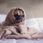 Pet-friendly Home - pug covered with blanket on bedspread