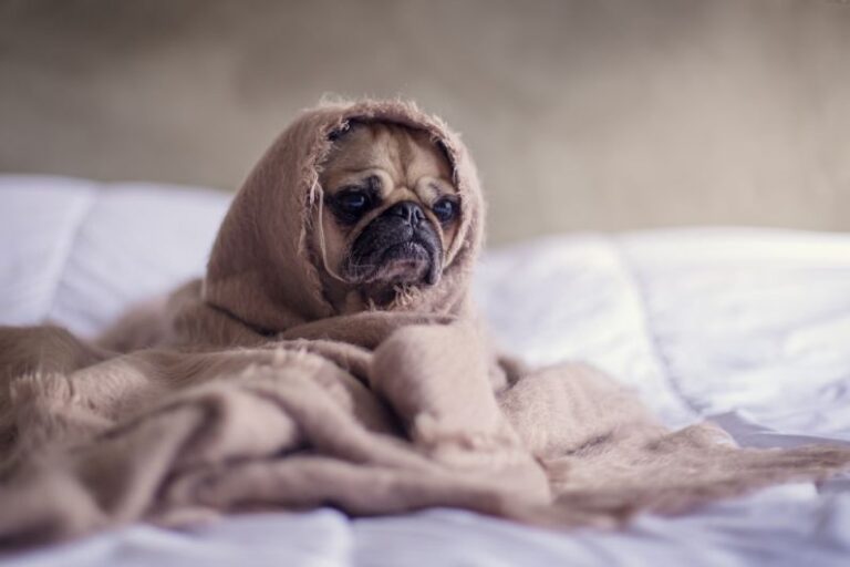 Pet-friendly Home - pug covered with blanket on bedspread