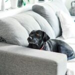 Clean Pet Home - black short coated dog lying on couch