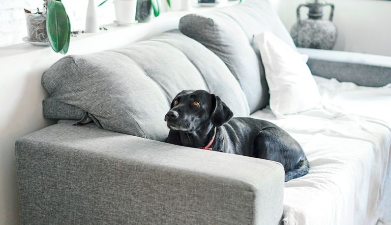 Clean Pet Home - black short coated dog lying on couch