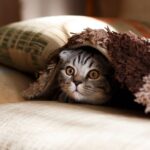 Pet-proofing - brown Scottish fold in brown thick-pile blanket