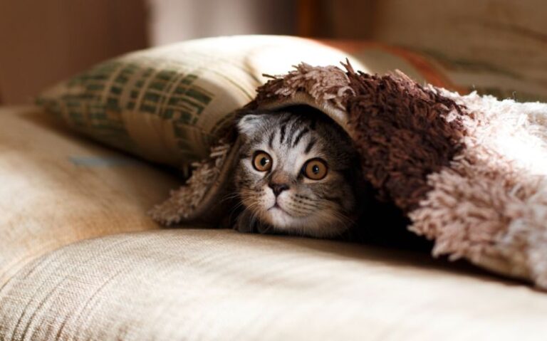 Pet-proofing - brown Scottish fold in brown thick-pile blanket