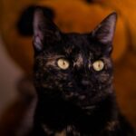 Pet Gadgets - black cat in tilt shift lens