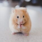 DIY Pet Bed - selective focus photography of brown hamster