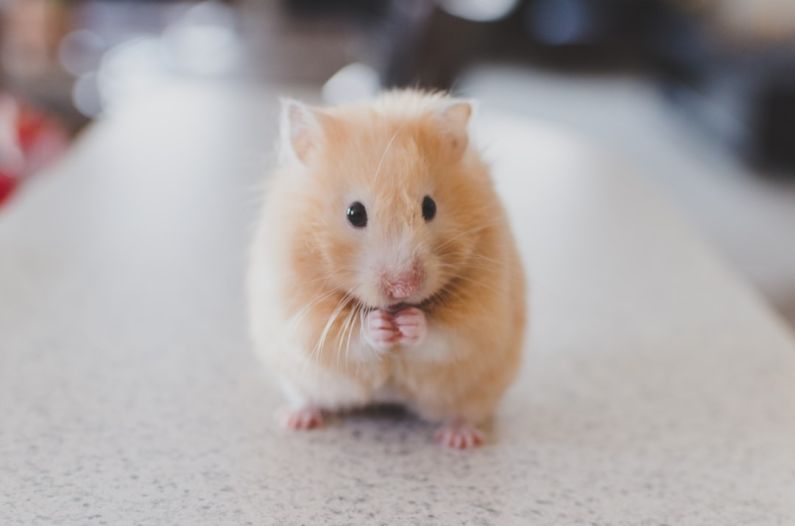 DIY Pet Bed - selective focus photography of brown hamster