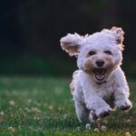 Pet Washing - shallow focus photography of white shih tzu puppy running on the grass